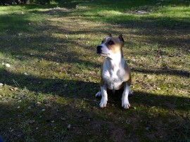 Tayson